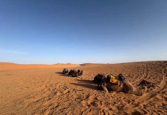 Camel trekking in Merzouga desert during the 3 Day Shared Desert Tour from Fes with Marrakech First