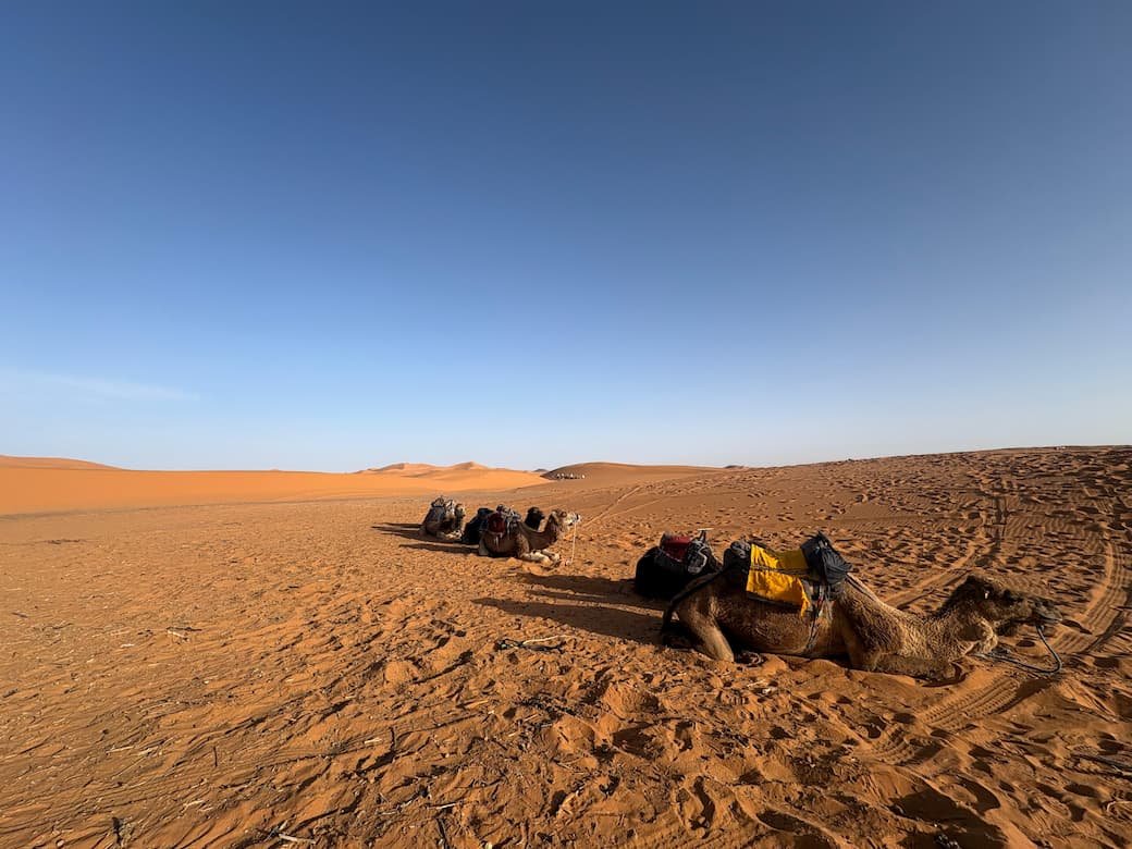 Camel trekking in Merzouga desert during the 3 Day Shared Desert Tour from Fes with Marrakech First