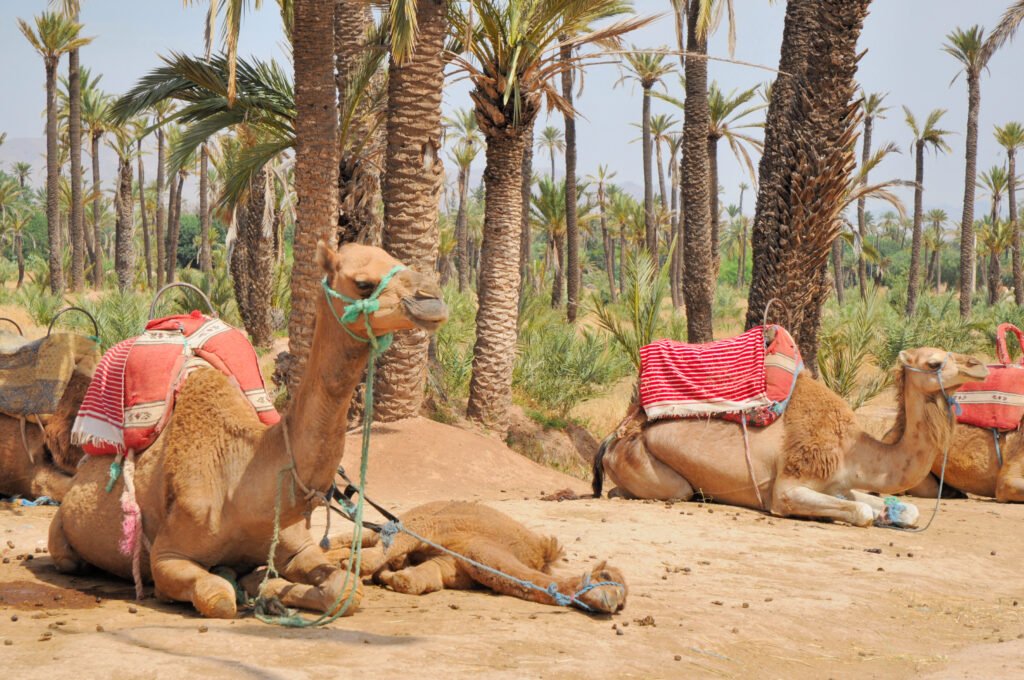 Enjoy the best camel ride Palmeraie Marrakech through the palm oasis